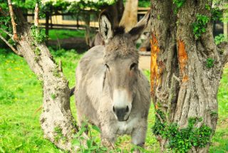 A grey donkey stands on green grass between two trees at Dún na Sí Amenity & Heritage Park.