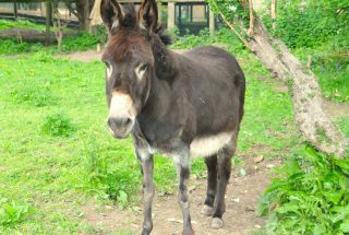 A donkey with dark fur stands on a dirt path at Dún na Sí Amenity & Heritage Park, surrounded by green grass and foliage.