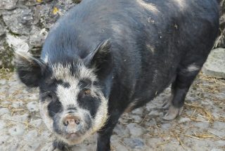A black pig with white markings stands on a stone path at Dún na Sí Amenity & Heritage Park, beside a rough stone wall.